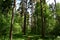 Endless taiga forest of coniferous firs and pines forest trail path