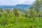 The endless tea plantations