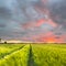 Endless tractor trail in Wheat field