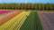 Endless Tulip fields in Netherlands and offshore wind farm aerial view.