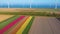 Endless Tulip fields in Netherlands and offshore wind farm aerial view.