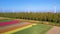 Endless Tulip fields in Netherlands and offshore wind farm aerial view.