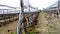 Endless vineyard with grape trees under white plastic covers