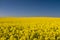 Endless yellow canola field under a blue sky