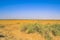 Endless Yellow Soil Land and Blue Sky