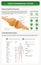 Endocannabinoid System Chart - Human CBD Receptor vertical textbook infographic