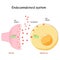 Endocannabinoid system. medical cannabis