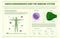 Endocannabinoids and the Immune System horizontal infographic