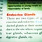 endocrine glands human body related terminology displayed on page highlighted abstract background