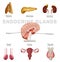 Endocrine Glands Image