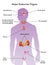 Endocrine system