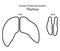Endocrine system of human. Thymus. Comparative sizes Child and Adult. Line art illustration