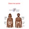 Endocrine system. Physiology of a black male and female