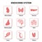 Endocrine system. Set icons