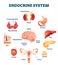 Endocrine system vector illustration. Inner hormonal organ educational scheme