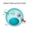 Endocytosis and exocytosis in the cell