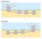 Endocytosis, exocytosis. The cell transports proteins into the cell