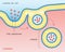 Endocytosis Vesicle Transport Cell Membrane