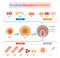 Endoderm, mesoderm and ectoderm vector illustration labeled infographic.