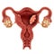 Endometrial Cancer