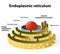 Endoplasmic reticulum