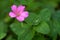 Endres cranesbill with leaves (lat. Geranium endressii)