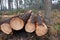 Ends of cut down pine trees on the edge of a forest