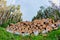 The ends of felled trees.  Stacked in a pile.  Clearing a clearing for power lines