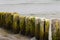 Ends of thick wooden poles above the water surface. Those thick wooden poles are deeply hammered into the seabed to protect