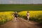 Endurance runners on a dirt track in a canola field, training