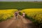 Endurance runners on a dirt track in a canola field, training