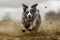 Energetic Australian Shepherd Dog Running Fast on Dirt Path, Freezing Motion, Pet Action Shot