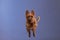 An energetic Australian Terrier leaps joyfully against a soothing blue backdrop