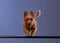 An energetic Australian Terrier leaps joyfully against a soothing blue backdrop