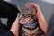 energetic Bengal striped Tabby cat kitten lying playfully in the arms of it`s owner happily enjoying a pat