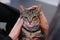 energetic Bengal striped Tabby cat kitten lying playfully in the arms of it`s owner happily enjoying a pat