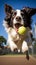 Energetic Border Collie Leaping for a Tennis Ball in a Lush Green Field