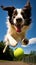 Energetic Border Collie Leaping for a Tennis Ball in a Lush Green Field