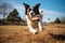 Energetic Border Collie leaps joyfully to snag a soaring Frisbee