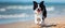 Energetic Border Collie Playfully Dashes Across Sandy Shores With Vibrant Enthusiasm