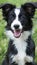 Energetic border collie puppy herding sheep in lush field, a smart and hardworking dog