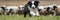 Energetic border collie puppy showcasing herding skills in vibrant green pasture