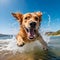 Energetic Canine Delight: Dog Running and Splashing on the Beach