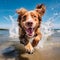 Energetic Canine Delight: Dog Running and Splashing on the Beach