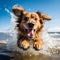 Energetic Canine Delight: Dog Running and Splashing on the Beach