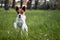 Energetic dog leaping out of grass playfully