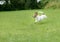 Energetic dog running and jumping on green grass at back yard lawn