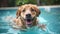 An energetic dog swimming in a pool, chasing after a floating toy, during a Canine Fitness Month event, highlighting the