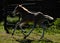 Energetic and fresh foal horse running close up