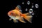 Energetic goldfish playfully blows bubbles, adding joy to its surroundings